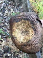 Lactarius argillaceifolius