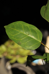 Croton mayanus