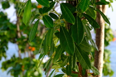 Tabebuia heterophylla