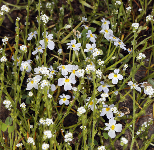 iNaturalist observation photo of toothed calicoflower