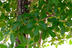 Tabebuia heterophylla