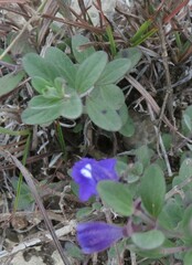 Scutellaria wrightii