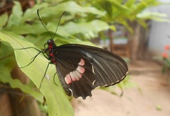 Parides anchises