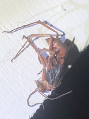 Tachypompilus ferrugineus