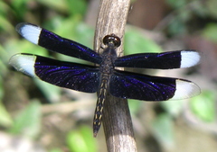 Neurothemis decora