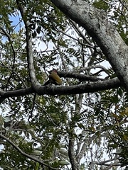 Colaptes rubiginosus