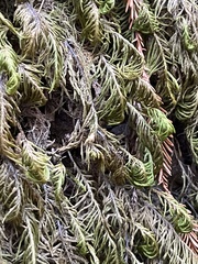 Dendroalsia abietina