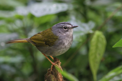 Myiothlypis leucoblephara