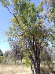 Ehretia saligna membranifolia