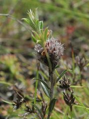 Pultenaea capitellata