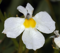 Downingia cuspidata