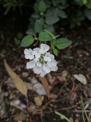 Lantana velutina
