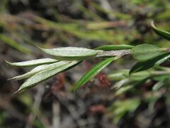 Pultenaea capitellata