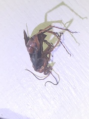 Tachypompilus ferrugineus