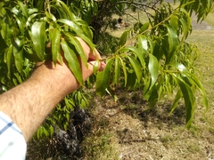 Ehretia saligna membranifolia