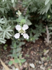 Lantana velutina