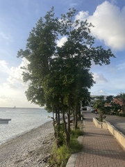 Tabebuia heterophylla