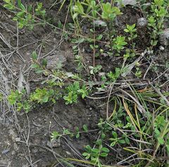 Pultenaea capitellata