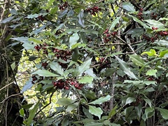 Pittosporum illicioides