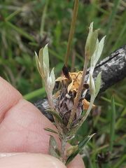 Pultenaea capitellata