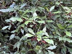 Pittosporum illicioides