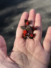 Pittosporum illicioides