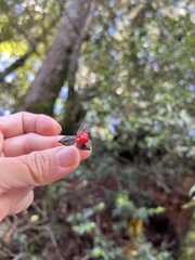 Pittosporum illicioides
