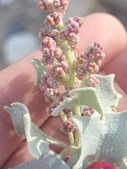 Atriplex hymenelytra