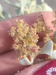 Atriplex hymenelytra