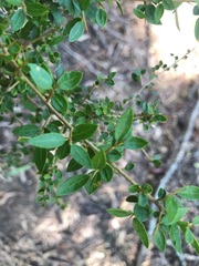 Pittosporum viscidum