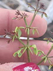 Fagonia pachyacantha