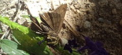 Misumenoides