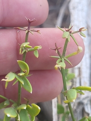 Fagonia pachyacantha