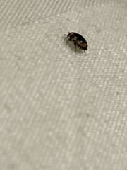 Anthrenus scrophulariae