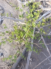 Fagonia pachyacantha