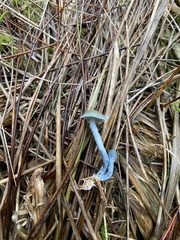 Stropharia pseudocyanea