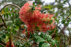 Melaleuca hypericifolia