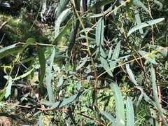 Eucalyptus siderophloia