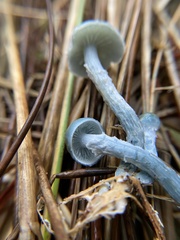 Stropharia pseudocyanea