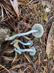 Stropharia pseudocyanea