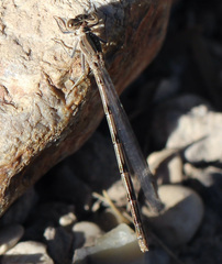 Argia nahuana