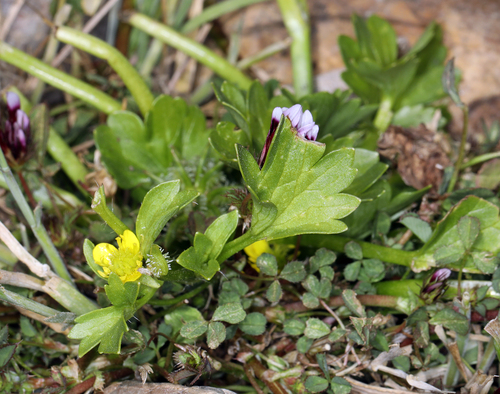 iNaturalist observation photo of Rough-fruited buttercup