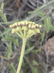 Asclepias albens