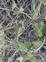 Asclepias albens