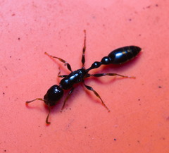 Tetraponera