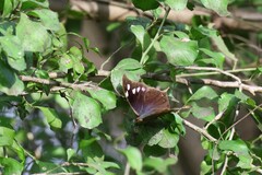 Memphis pithyusa