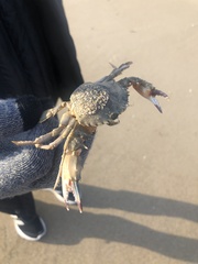 Charybdis japonica