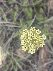 Asclepias albens