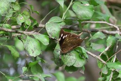 Memphis pithyusa