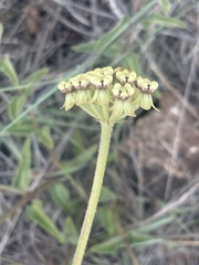 Asclepias albens
